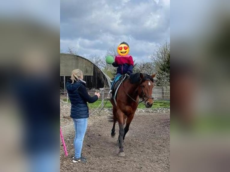 Cavallo da sella tedesco Castrone 14 Anni 166 cm Baio in Zossen Nunsdorf