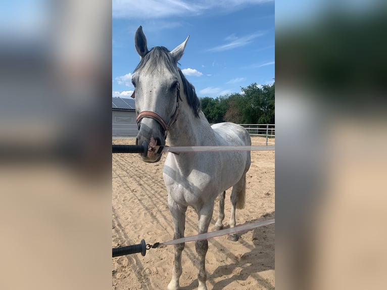 Cavallo da sella tedesco Castrone 14 Anni 171 cm Grigio in Wermsdorf