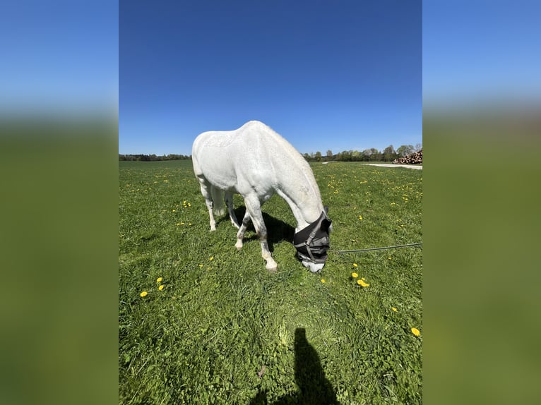 Cavallo da sella tedesco Castrone 14 Anni 174 cm Grigio trotinato in Seeon-Seebruck