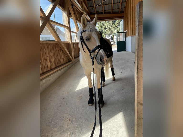 Cavallo da sella tedesco Castrone 15 Anni 147 cm Palomino in Wiener Neudorf