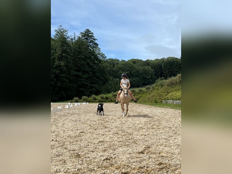 Cavallo da sella tedesco Castrone 15 Anni 147 cm Palomino in Wiener Neudorf