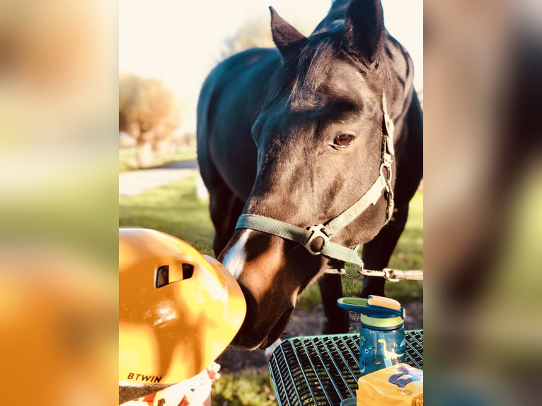 Cavallo da sella tedesco Castrone 15 Anni 160 cm Baio in Kleve