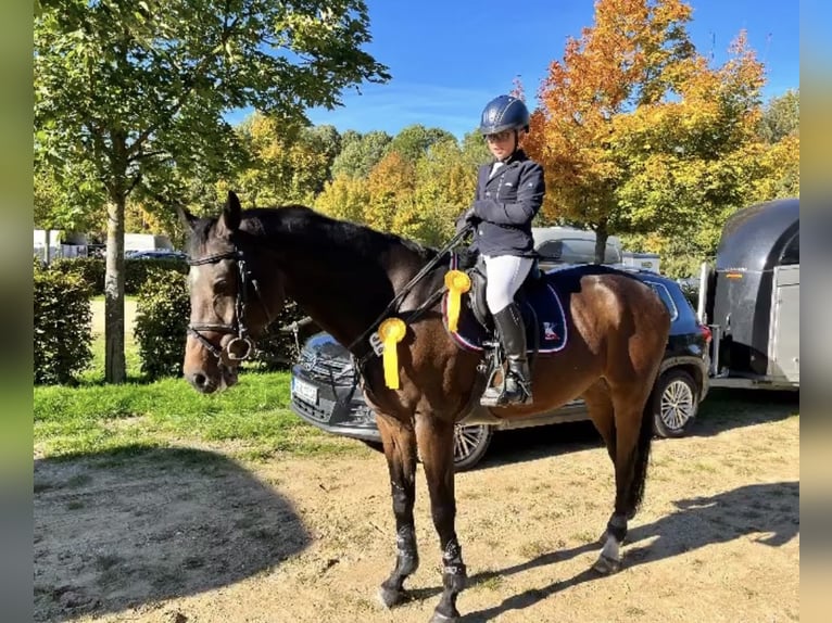Cavallo da sella tedesco Castrone 15 Anni 160 cm Baio scuro in Erkelenz