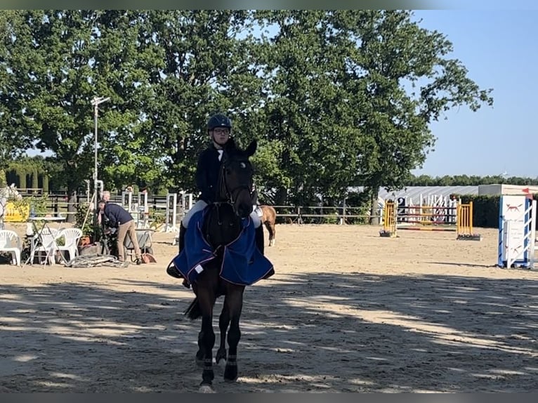 Cavallo da sella tedesco Castrone 15 Anni 160 cm Baio scuro in Erkelenz