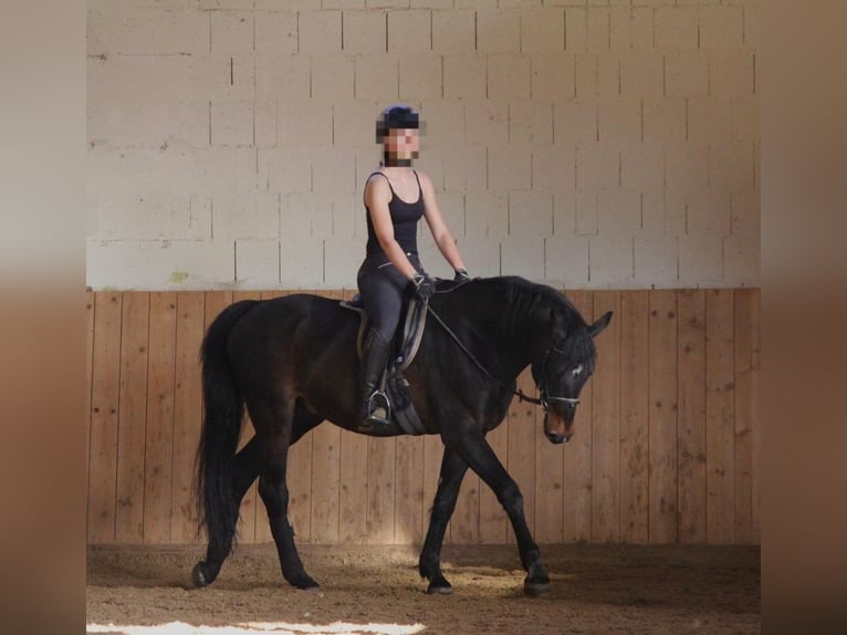 Cavallo da sella tedesco Castrone 15 Anni 165 cm Morello in Berg bei Neumarkt in der Oberpfalz