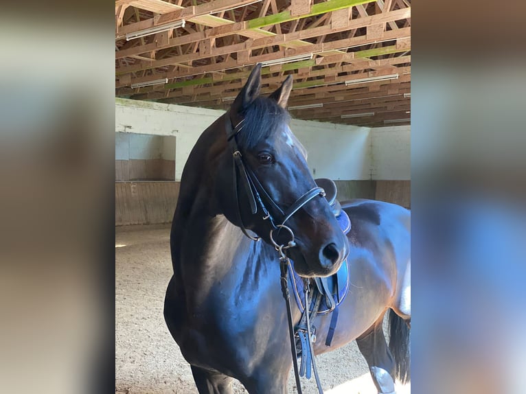 Cavallo da sella tedesco Castrone 15 Anni 165 cm Morello in Berg bei Neumarkt in der Oberpfalz