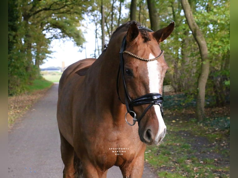 Cavallo da sella tedesco Castrone 15 Anni 165 cm Sauro scuro in Recke, bei Osnabrück