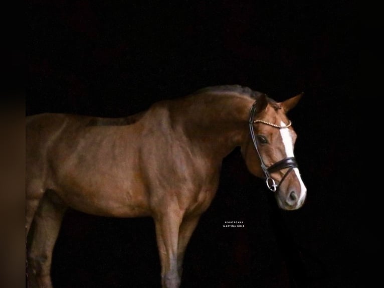 Cavallo da sella tedesco Castrone 15 Anni 165 cm Sauro scuro in Recke, bei Osnabrück