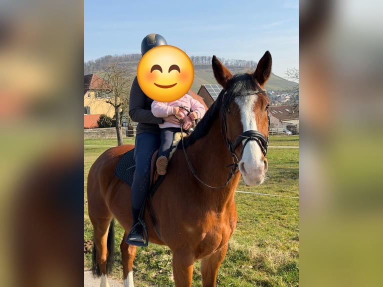Cavallo da sella tedesco Castrone 15 Anni 167 cm Baio in Illingen