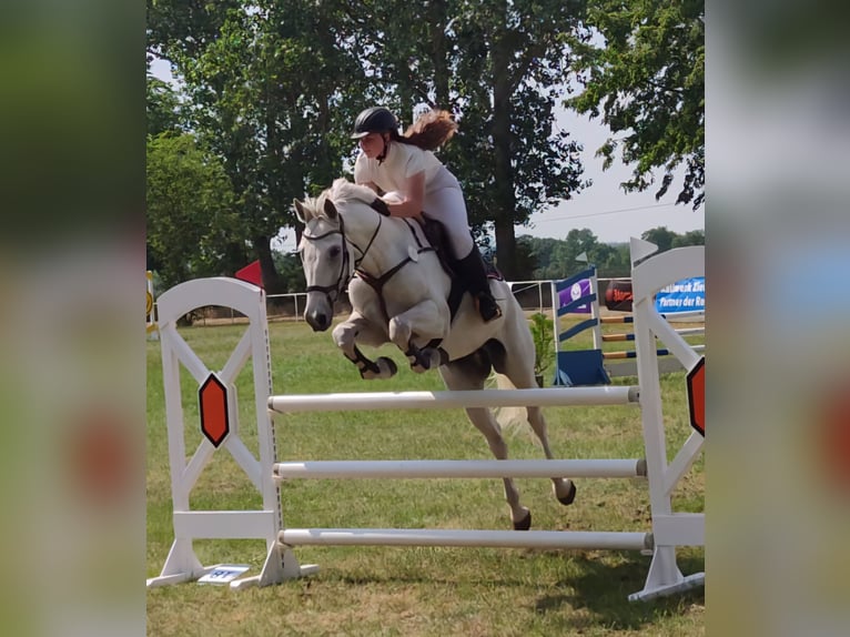 Cavallo da sella tedesco Castrone 15 Anni 170 cm Grigio in Eimersleben