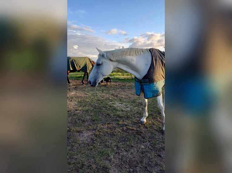 Cavallo da sella tedesco Castrone 15 Anni 170 cm Grigio in Eimersleben