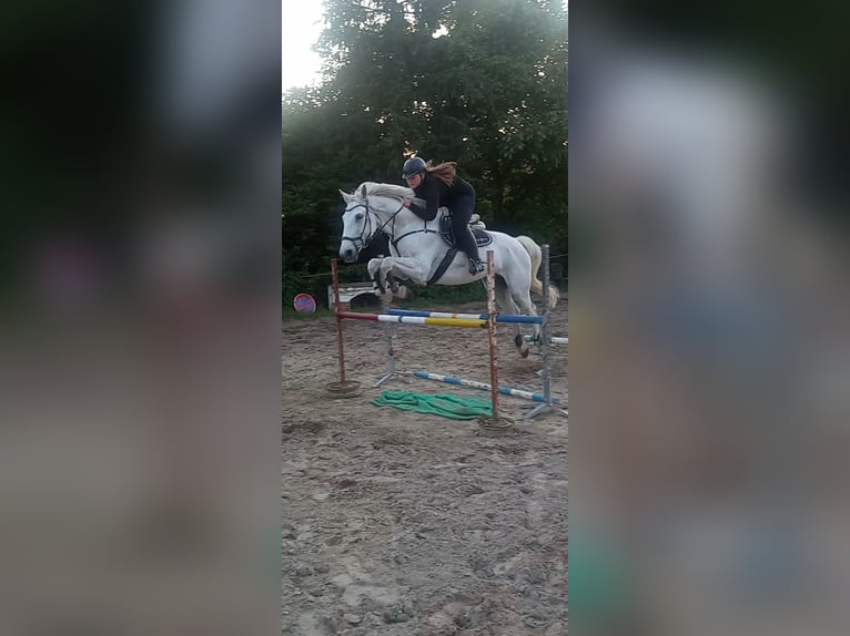 Cavallo da sella tedesco Castrone 15 Anni 170 cm Grigio in Eimersleben