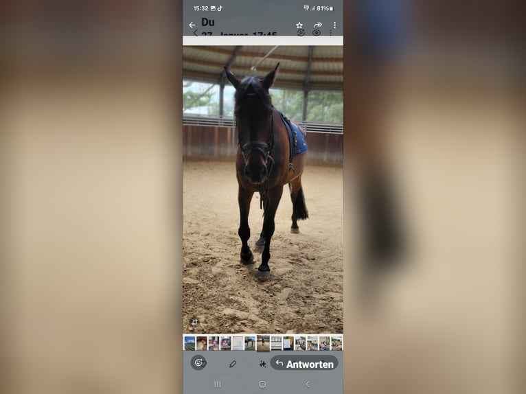 Cavallo da sella tedesco Castrone 15 Anni 175 cm Baio scuro in Moers