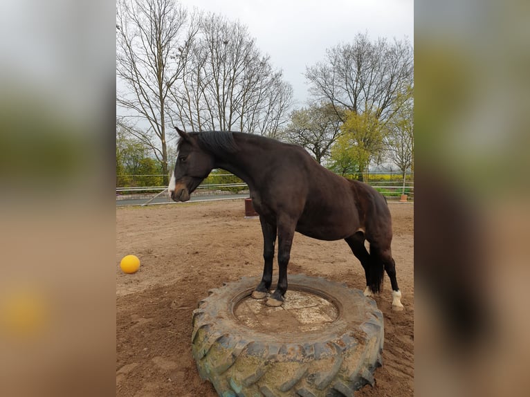 Cavallo da sella tedesco Castrone 16 Anni 158 cm Baio in Aerzen