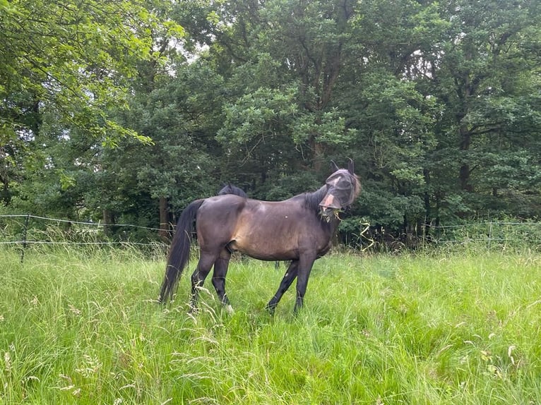 Cavallo da sella tedesco Castrone 16 Anni 158 cm Baio in Aerzen