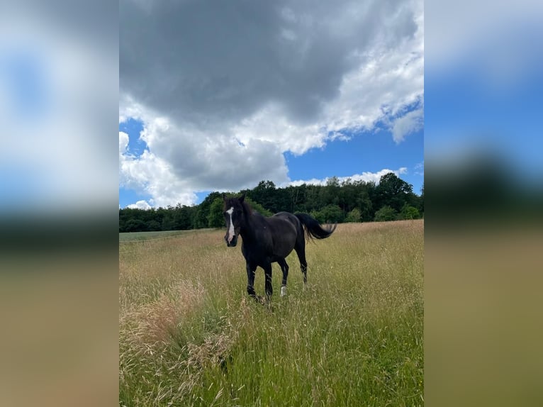 Cavallo da sella tedesco Castrone 16 Anni 158 cm Baio in Aerzen