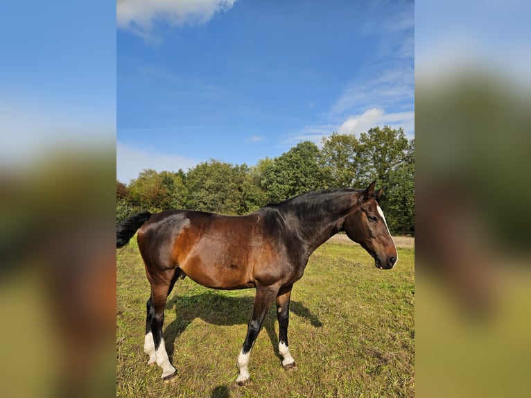 Cavallo da sella tedesco Castrone 16 Anni 173 cm Baio in Bocholt