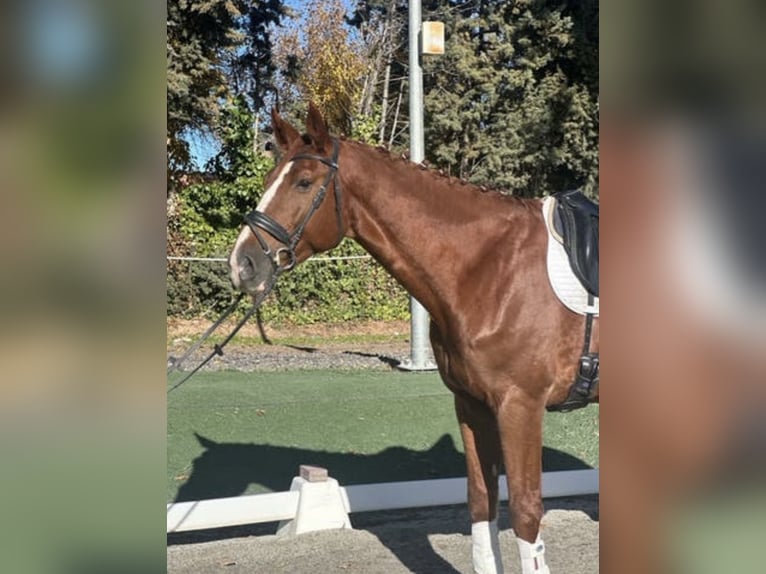 Cavallo da sella tedesco Castrone 16 Anni 180 cm Sauro in Cubas De La Sagra
