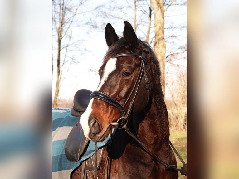 Cavallo da sella tedesco Mix Castrone 17 Anni 168 cm Baio scuro in Vreden