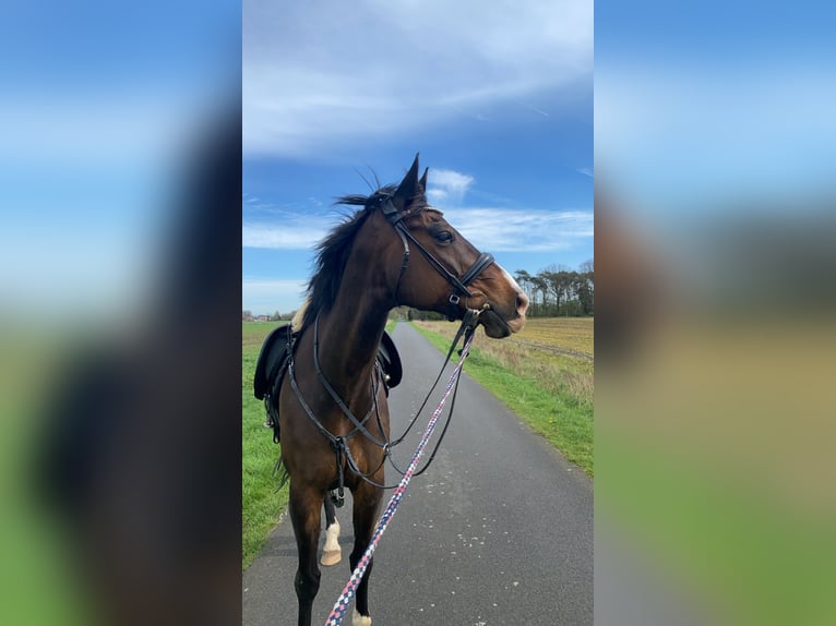 Cavallo da sella tedesco Mix Castrone 17 Anni 168 cm Baio scuro in Vreden