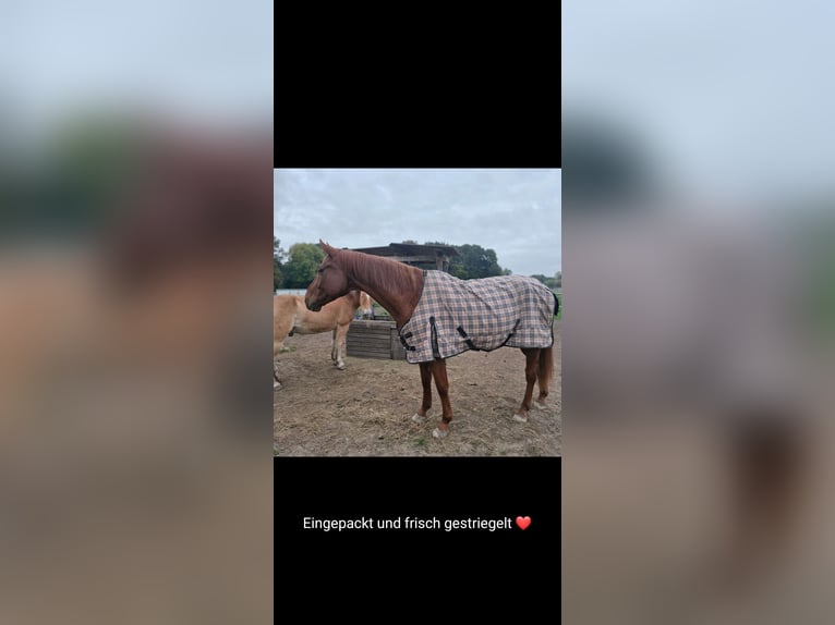 Cavallo da sella tedesco Castrone 17 Anni 172 cm Sauro in Viersen