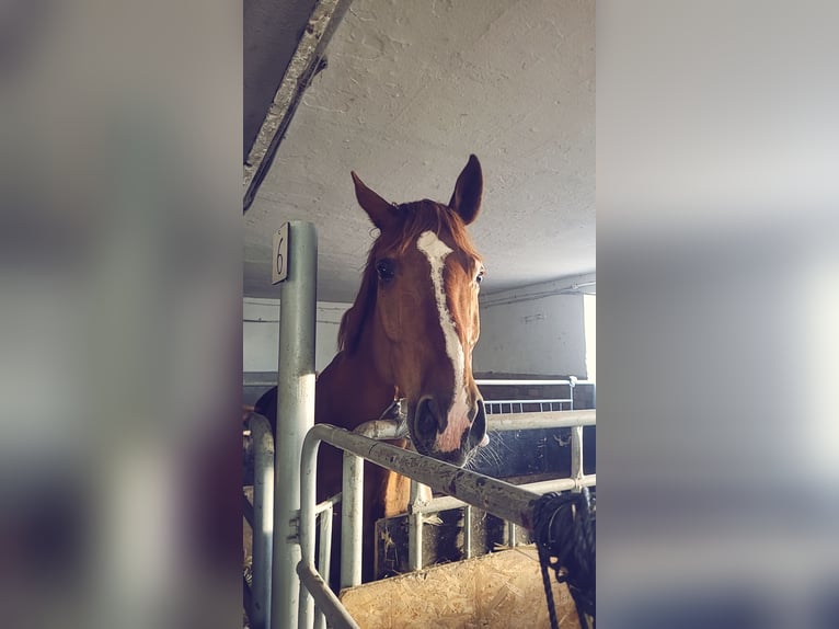 Cavallo da sella tedesco Castrone 17 Anni 172 cm Sauro in Viersen