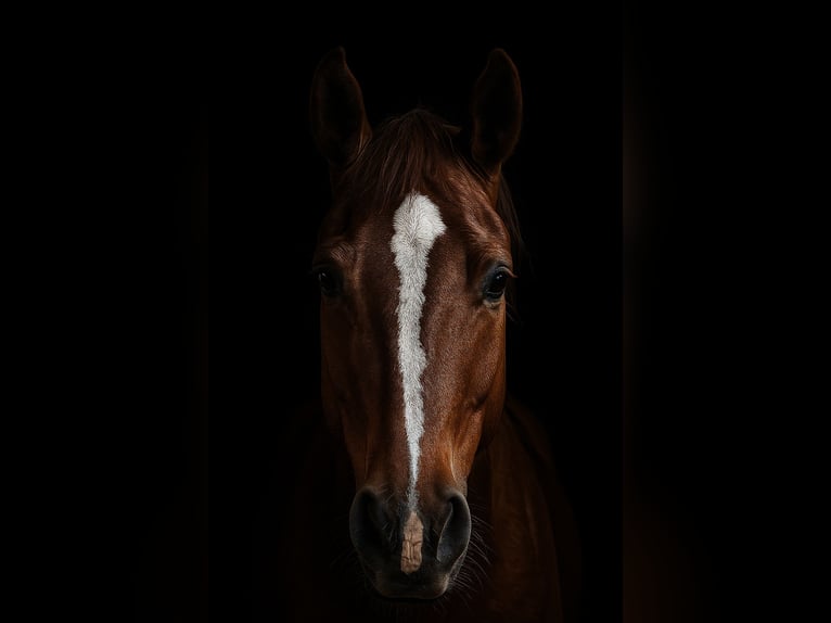 Cavallo da sella tedesco Castrone 17 Anni 172 cm Sauro in Viersen