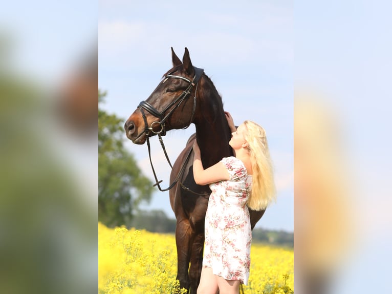 Cavallo da sella tedesco Castrone 17 Anni 180 cm Baio scuro in Jühnsdorf