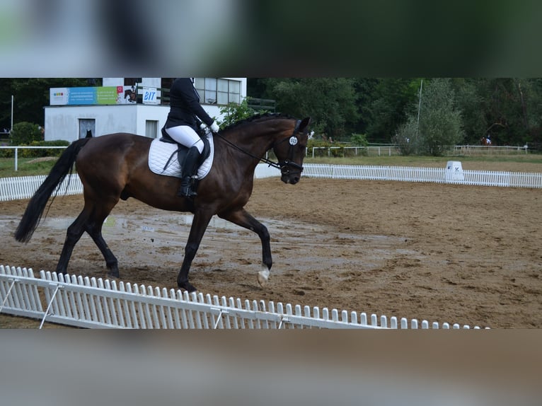 Cavallo da sella tedesco Castrone 17 Anni 180 cm Baio scuro in Jühnsdorf