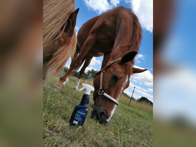 Cavallo da sella tedesco Castrone 19 Anni 173 cm Sauro in Störnstein