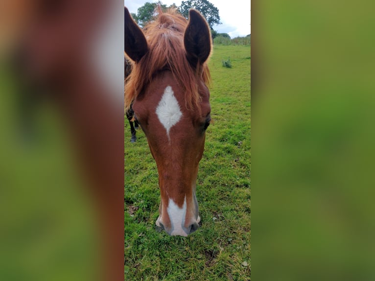 Cavallo da sella tedesco Mix Castrone 1 Anno 155 cm Sauro in Waabs