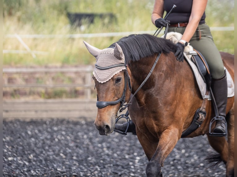 Cavallo da sella tedesco Castrone 20 Anni 162 cm Baio in Wörrstadt