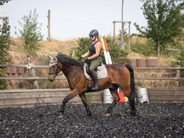 Cavallo da sella tedesco Castrone 20 Anni 162 cm Baio in Wörrstadt