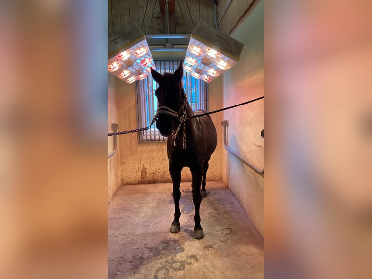 Cavallo da sella tedesco Castrone 24 Anni 160 cm Morello in Starnberg