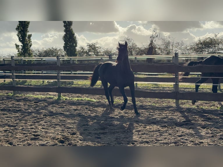 Cavallo da sella tedesco Castrone 2 Anni 155 cm Morello in Oeversee