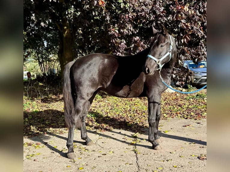 Cavallo da sella tedesco Castrone 2 Anni 155 cm Morello in Oeversee