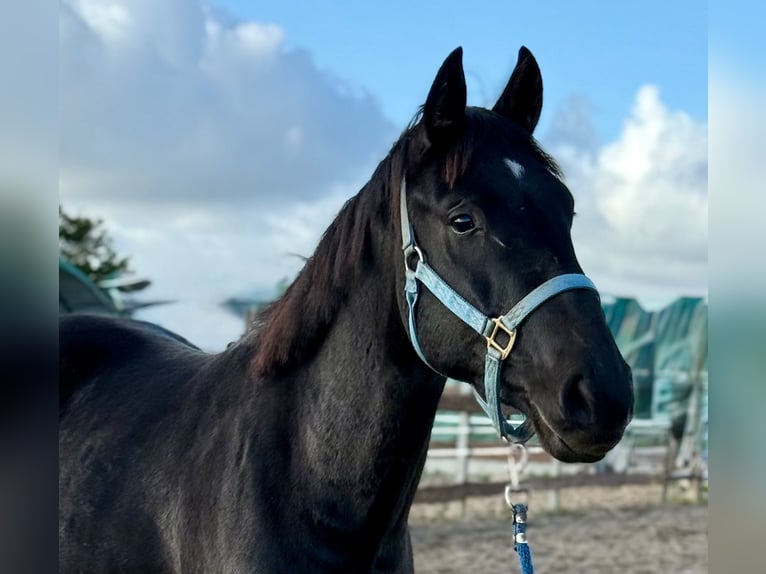 Cavallo da sella tedesco Castrone 2 Anni 155 cm Morello in Oeversee