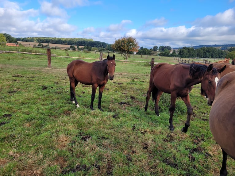Cavallo da sella tedesco Castrone 2 Anni 162 cm Baio in Brakel