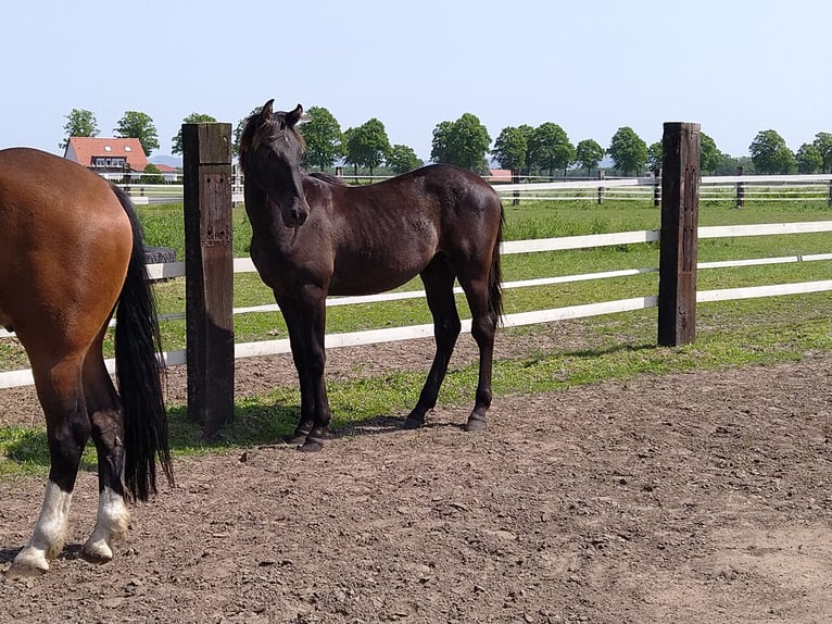 Cavallo da sella tedesco Castrone 2 Anni 163 cm Sauro scuro in Bad Essen