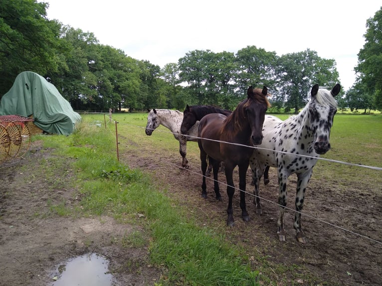 Cavallo da sella tedesco Castrone 2 Anni 163 cm Sauro scuro in Bad Essen