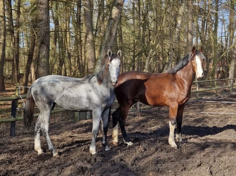 Cavallo da sella tedesco Castrone 2 Anni 164 cm Baio in Warendorf
