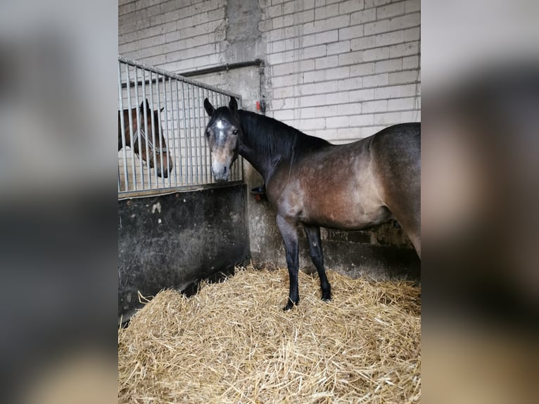 Cavallo da sella tedesco Castrone 2 Anni 165 cm Può diventare grigio in Linnich