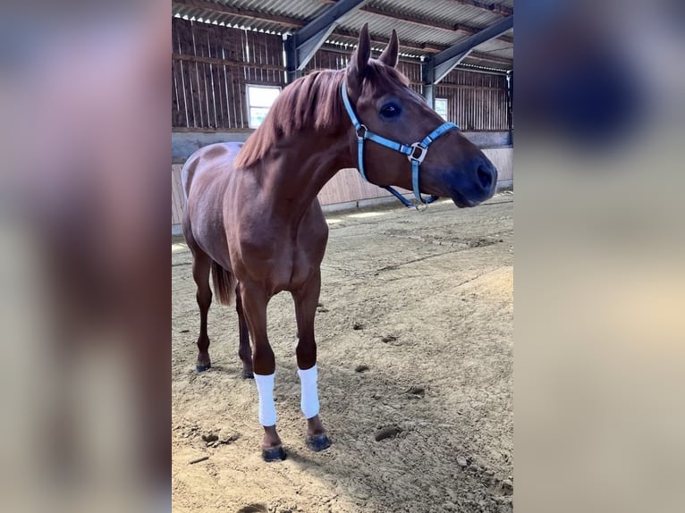 Cavallo da sella tedesco Castrone 2 Anni 167 cm Sauro in Münster