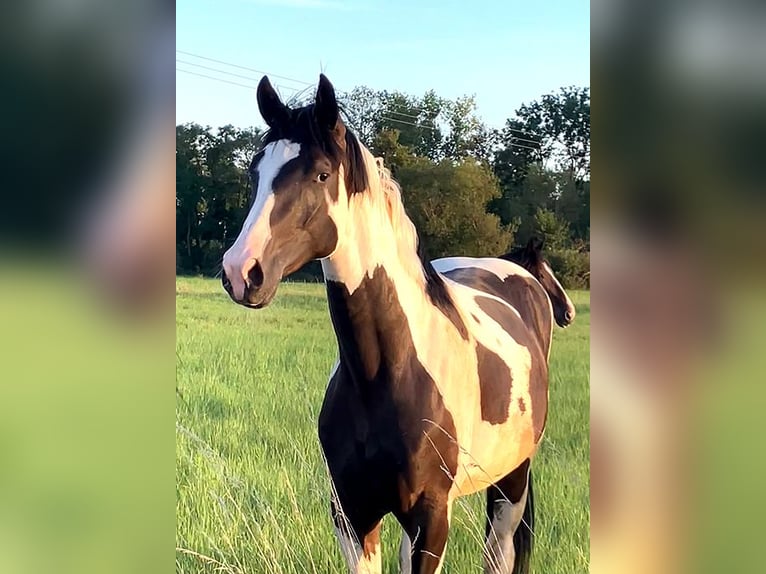 Cavallo da sella tedesco Castrone 2 Anni 170 cm Pezzato in Etgersleben