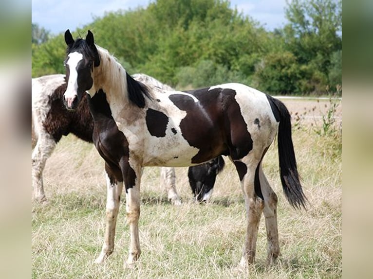 Cavallo da sella tedesco Castrone 2 Anni 170 cm Pezzato in Etgersleben