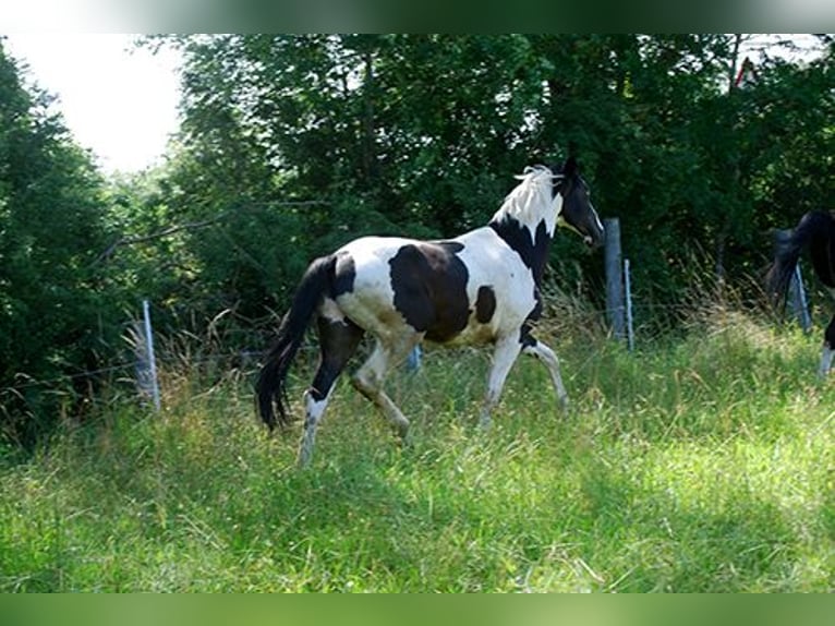 Cavallo da sella tedesco Castrone 2 Anni 170 cm Pezzato in Etgersleben