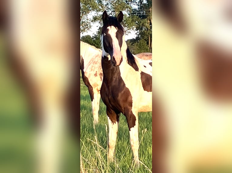 Cavallo da sella tedesco Castrone 2 Anni 170 cm Pezzato in Etgersleben