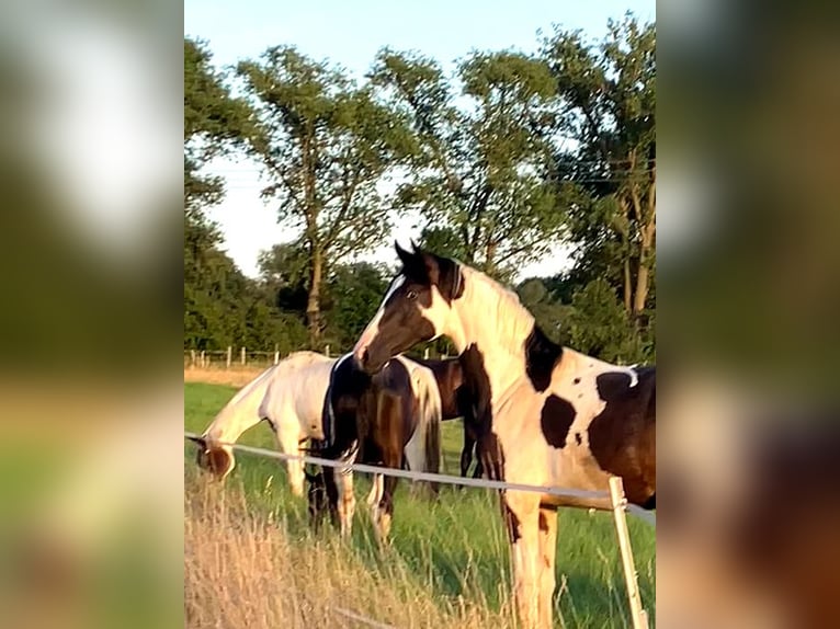 Cavallo da sella tedesco Castrone 2 Anni 170 cm Pezzato in Etgersleben