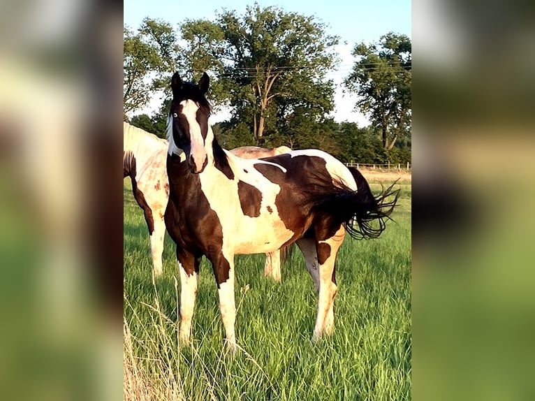 Cavallo da sella tedesco Castrone 2 Anni 170 cm Pezzato in Etgersleben