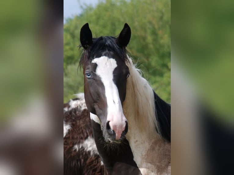 Cavallo da sella tedesco Castrone 2 Anni 170 cm Pezzato in Etgersleben